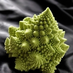Romanesco