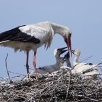 Ooievaarsnest 2