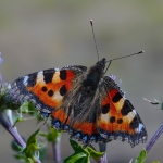 Kleine vos op de akkerdistel