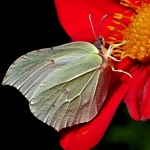 Citroenvlinder op de rode dahlia