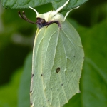 Citroenvlinder hangend aan de tomatenplant