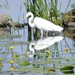 Grote zilverreiger