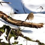Roodborstje in de sneeuw