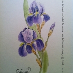 Blauwe Iris