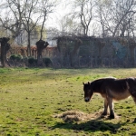 Paard