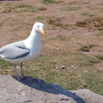 meeuw