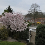 Bloessem
