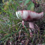 Paddestoel