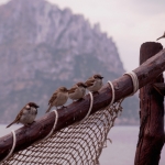 vogels