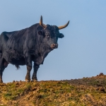 Stier