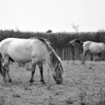 Paarden
