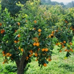 aa