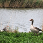 eenden
