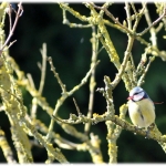 eigen tuin