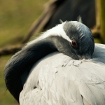 vogels