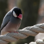 vogels