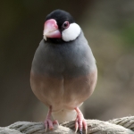 vogels