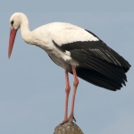 vogels