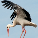 vogels