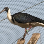 vogels