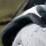 vogels