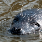 dieren