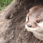 dieren