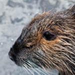 dieren