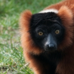 dieren