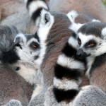 dieren