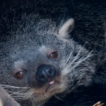 dieren