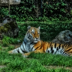 Tijger