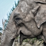 Olifant