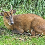 geitje
