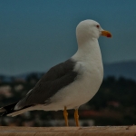 Seagull Faro