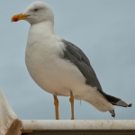 Seagull Faro 2