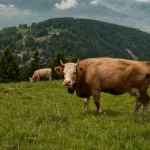 Koe1
