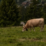 Koe2