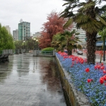 Vancouver tulpen