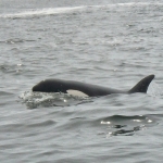 Orca of victoria island
