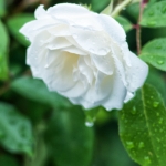 Witte Roos