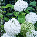 Hortensia