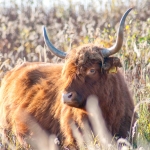 schotse hooglander
