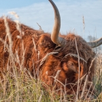 schotse hooglander 2
