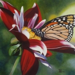Monarchvlinder op rode dahlia