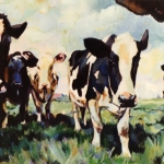 koeien, koeien en nog eens koeien..