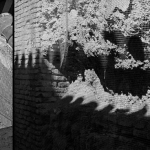 Scalloped arch and shadow