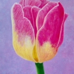 Tulp