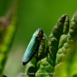Groene Cicade (Cicadella viridis)
