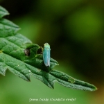 Groene Cicade (Cicadella viridis)